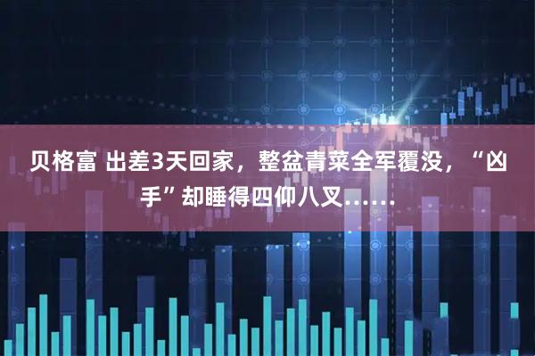 贝格富 出差3天回家，整盆青菜全军覆没，“凶手”却睡得四仰八叉……