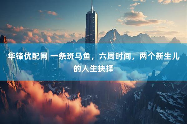 华锋优配网 一条斑马鱼，六周时间，两个新生儿的人生抉择